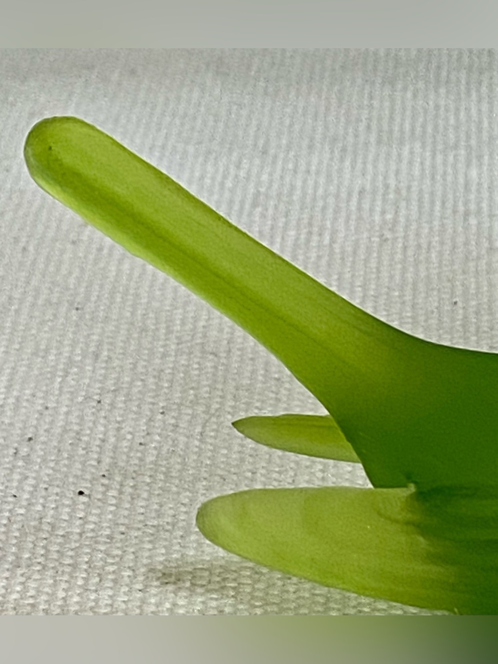 Vtg 1930s Westmoreland Green Mist Satin Glass Bird Wren Figurine - Picture 5 of 7